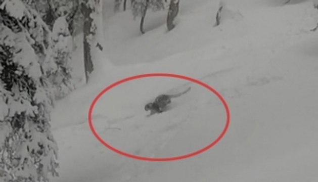 Skier spots Snow Leopard in Gulmarg Resort