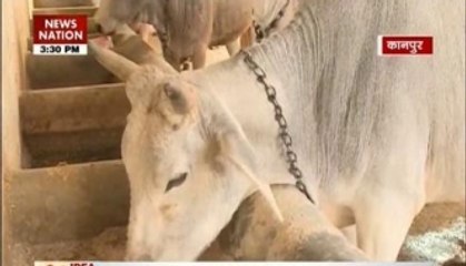 Idea India Ka: Electricity from ‘Gaumutra’
