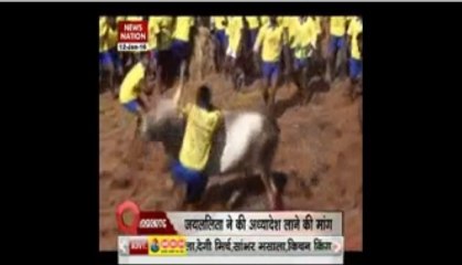 Super Question Hour: Jalikattu, a brave or political sport
