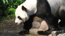 Coronavirus: bamboo shortage forces Canada zoo to send two giant pandas back to China