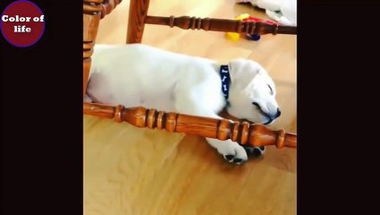 40.2020「おもしろ犬」かわいいシェパード犬の超おもしろいハプニング, 動画集 #17