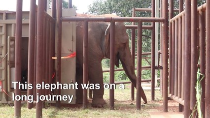 Mara the ex-circus elephant retires to Brazil