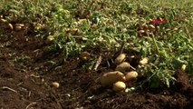Adana'da turfanda patates hasadı devam ediyor