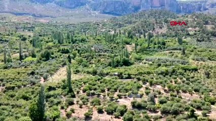 MERSİN Coğrafi işaret bekleyen erik dalında 9 TL