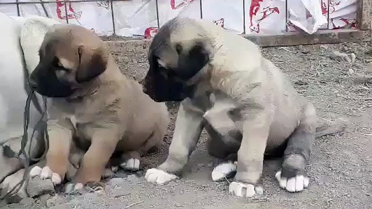 ANADOLU COBAN KOPEGi ve YAVRULARI - ANATOLiAN SHEPHERD DOG and PUPPiES