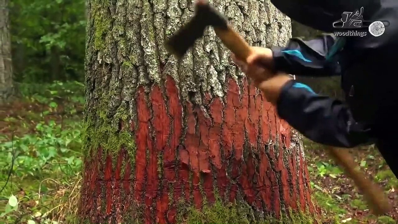 Woman Cutting Down Big Oak Tree with Medieval Ax