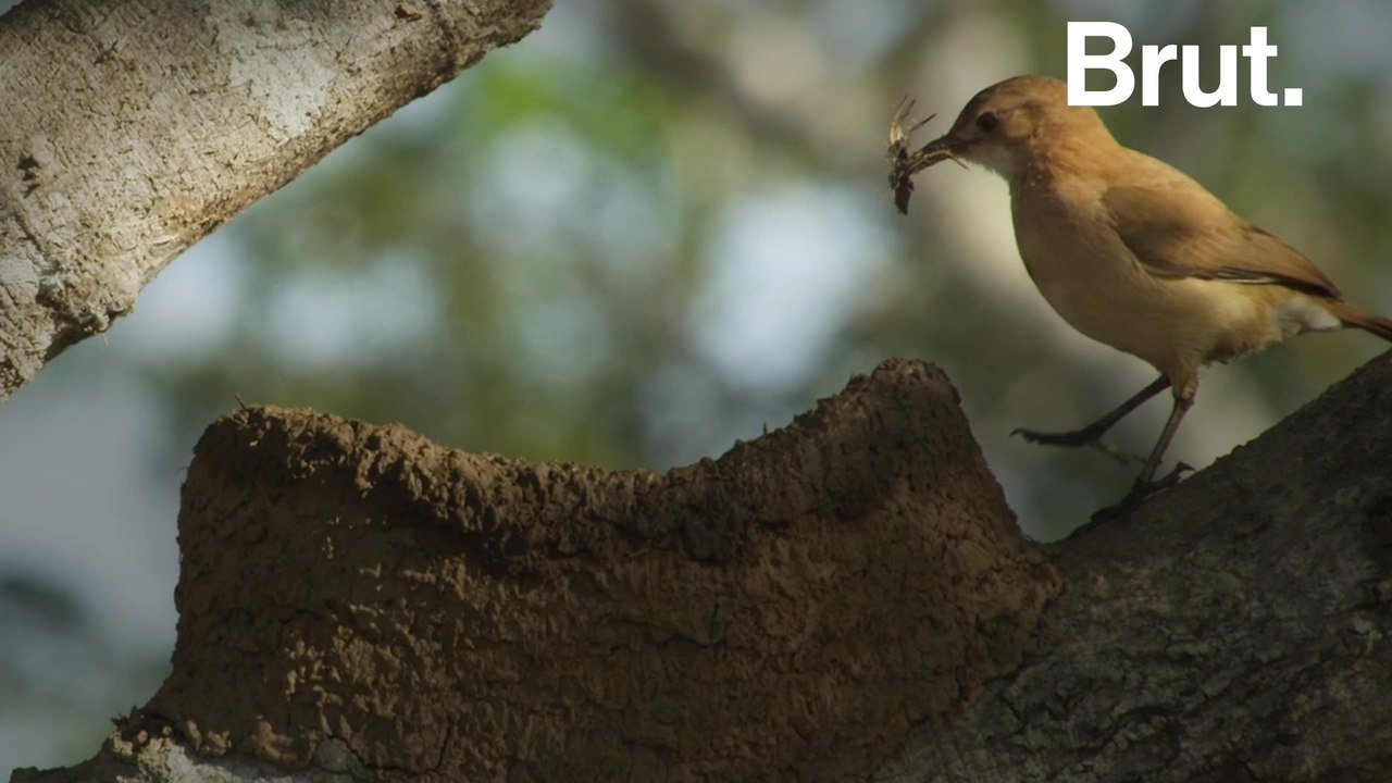 How ovenbirds build their nests