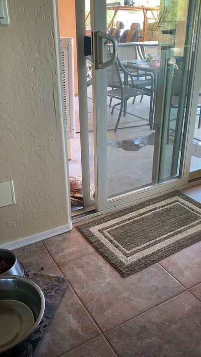 Tortoise Sneaks in Through Sliding Door