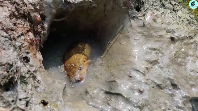 Best Oil Fishing Unique Fishing in Eel Fish-Hole