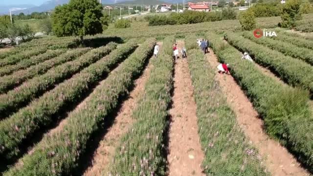 Her yıl hasat zamanı binlerce turisti ağırlayan gül bahçeleri, bu yıl Korona nedeniyle boş kaldı