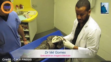 Vous tenez à la vie de vos animaux ? Attention aux épillets en été, ils sont partout !