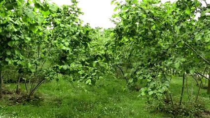 Fındığı tehdit eden zararlılara karşı "tuzaklı" önlem - ORDU