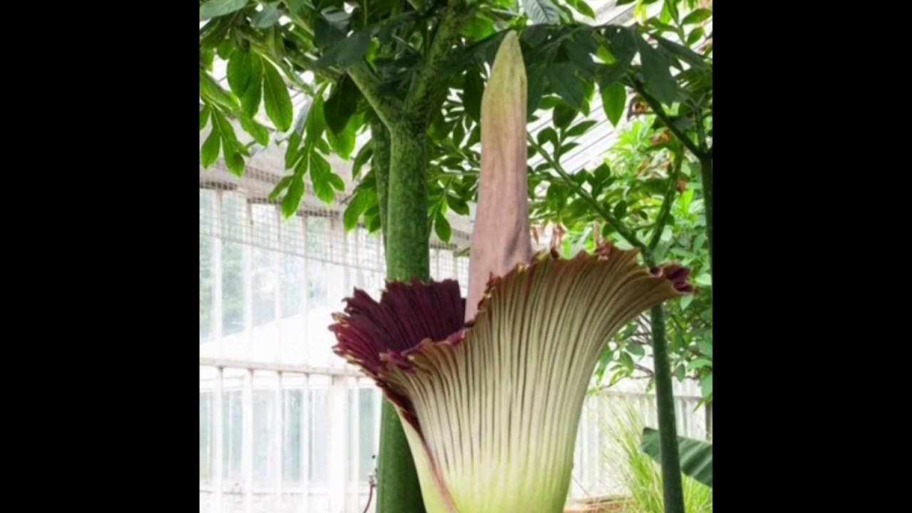 Les images de la floraison de "la plus grande fleur au monde" en Belgique
