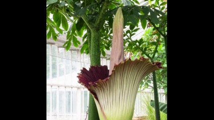 Les images de la floraison de "la plus grande fleur au monde" en Belgique