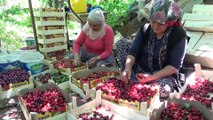 Erdemli'de erkenci kiraz hasadı başladı