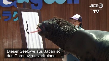 Malender Seelöwe soll Corona-Pandemie vertreiben