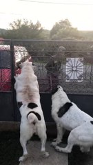 ALABAY COBAN KOPEKLERiNi DELiRTMEK - CRAZY ALABAi SHEPHERD DOGS