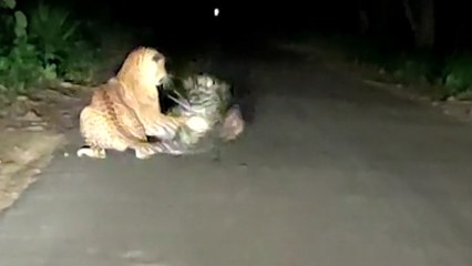 जब बीच सड़क तेंदुए के सामने आया साही, देखें VIDEO