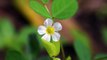 White Wild Flower | Download Royalty Free HD Stock Video Footage | Beautiful Sri Lanka [Ceylon] | #13