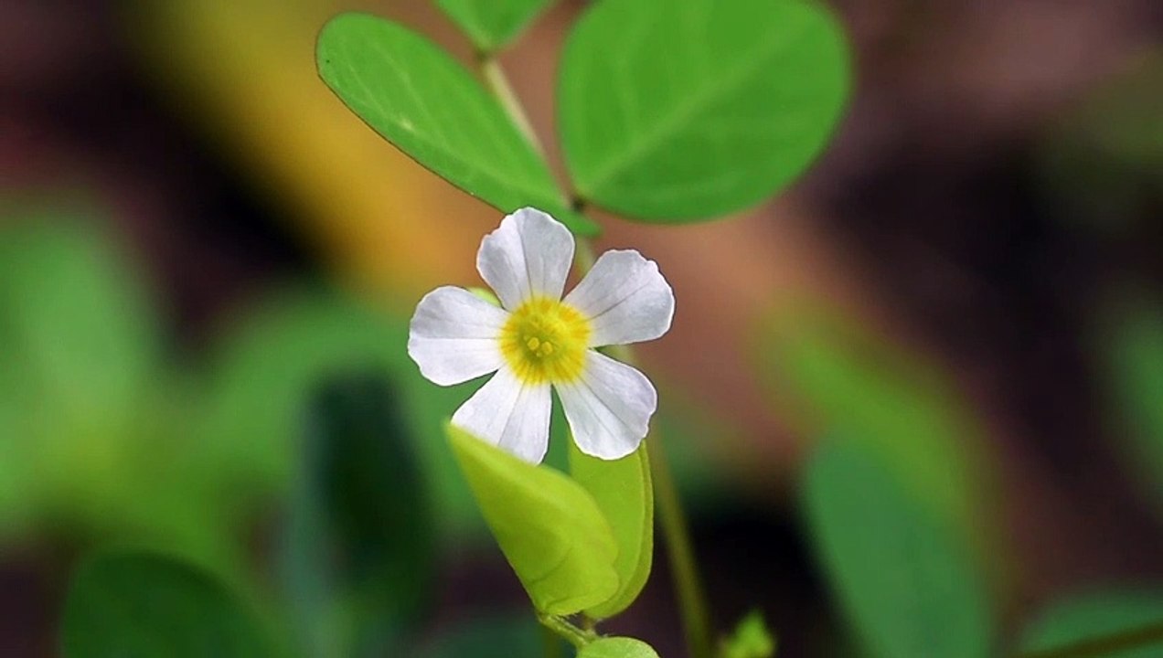 White Wild Flower | Download Royalty Free HD Stock Video Footage | Beautiful Sri Lanka [Ceylon] | #13