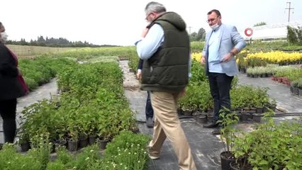 Aromatik ve Tıbbi Bitkiler Borsası Büyükçekmece'de kuruluyor