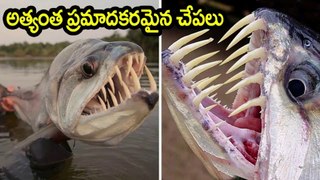 అత్యంత ప్రమాదకరమైన చేపలు The Most Dangerous Fishes of the World Tiger Fish in Telugu