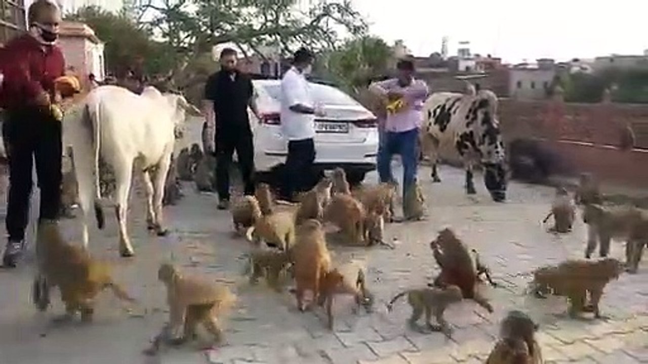 मथुरा: लॉकडाउन में जानवरों की सेवा कर रहीं है स...