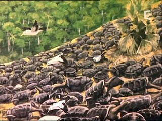 France 5 : C.N, Pub, B.A, Manuel de survie d'un dodo : 13-12-2008