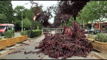 Temperatura të larta e erë e fortë, stuhi Sahariane në Tiranë, thyen degët e pemëve te Rr. e Kavajës