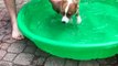 Puppy Learning to Swim in Mini Pool