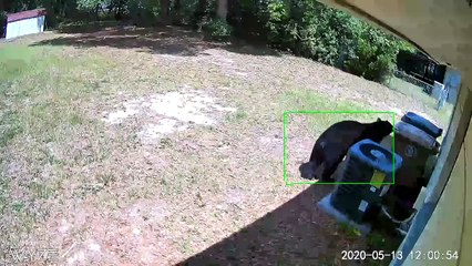 Bear Investigates Backyard for a Feed