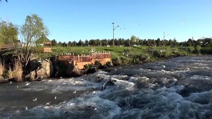 Vatandaşlar, inci kefalinin göçünü izlemek için sabırsızlanıyor