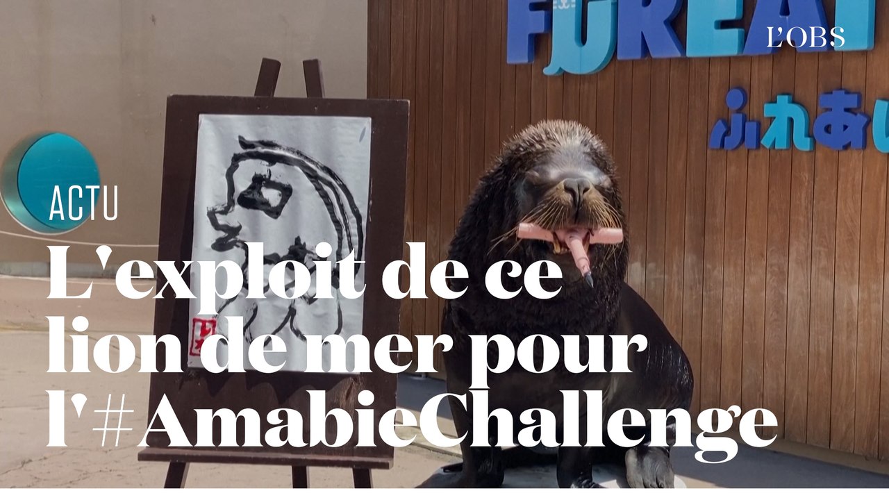 Un lion de mer participe à l'#AmabieChallenge, nouvelle tendance de la pandémie de Covid-19
