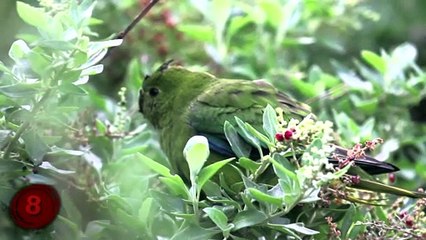 Top 10 RAREST Birds on Earth! | collbold