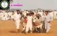 Chakwal Bull Race 10