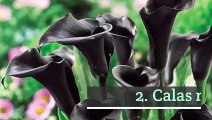 10 plantas con flor oscura o negra