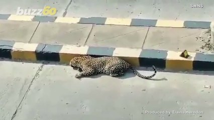 Big Cat Takes a Nap on the Side of the Road!