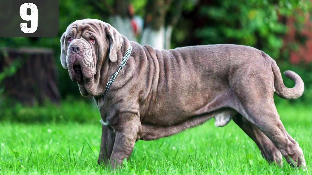 Top 10 Most WEIRD Dog Breeds | CollBold