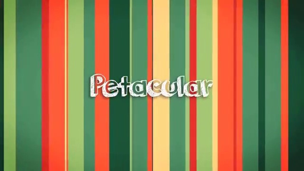 Cats_and_Kittens_Chasing_their_Tails_Compilation_(2018)(360p)