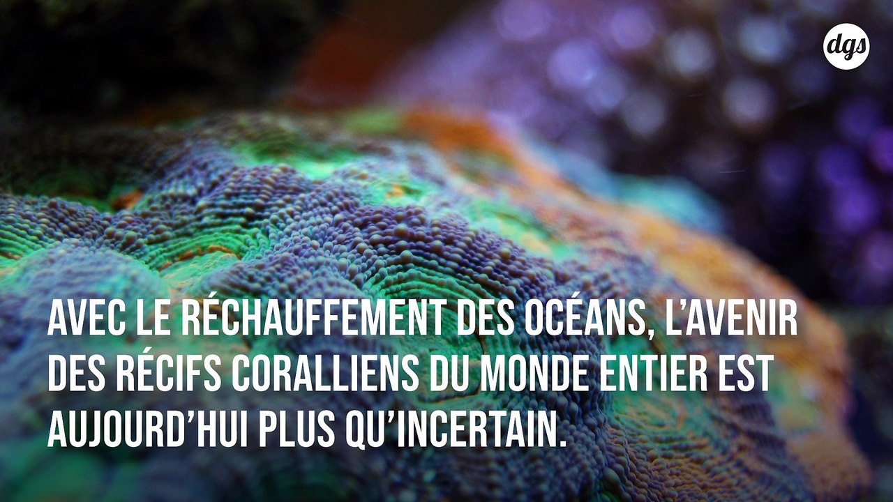 Réchauffement climatique : des chercheurs créent des coraux « résistants à la chaleur »