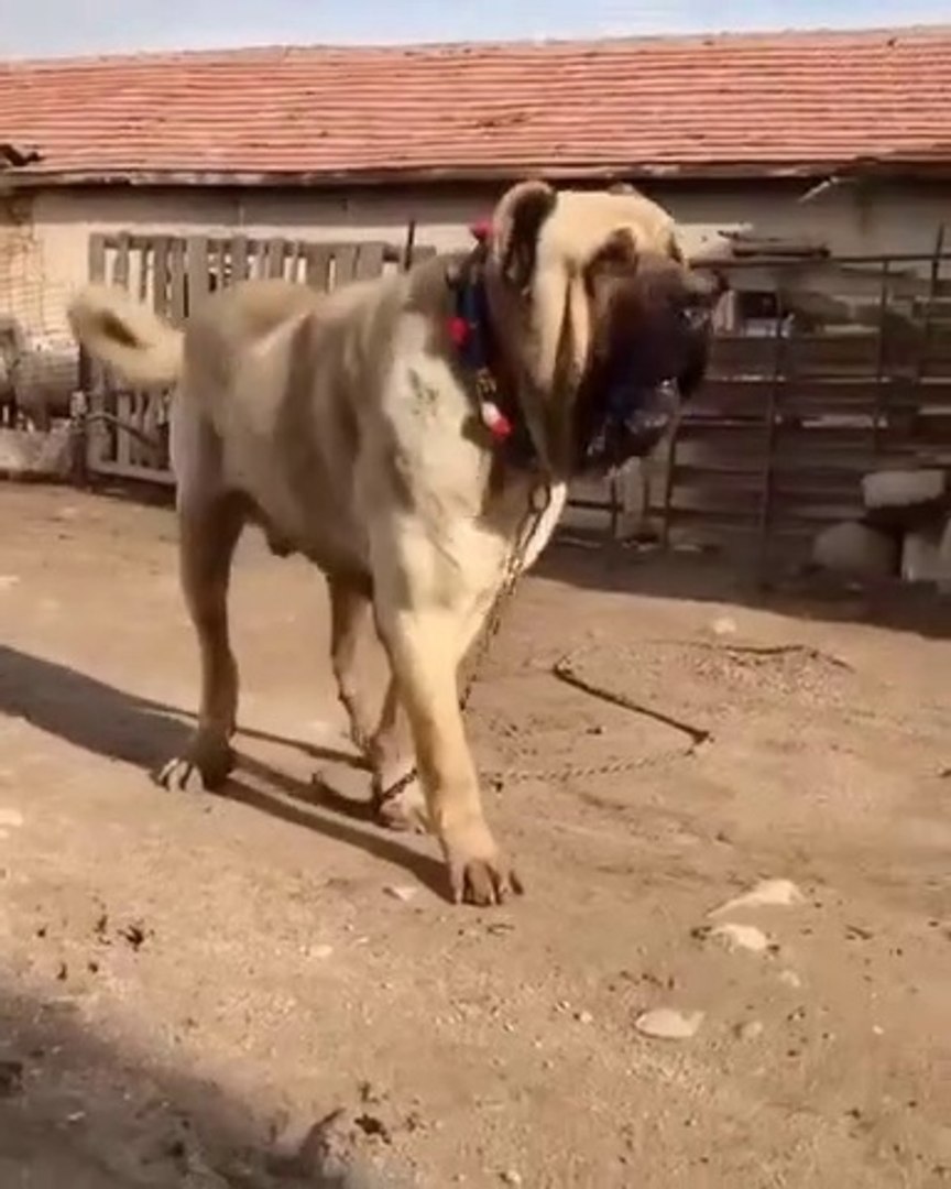 Dev Malakli Coban Kopegi Giant Anatolian Malakli Shepherd Dog Dailymotion Video