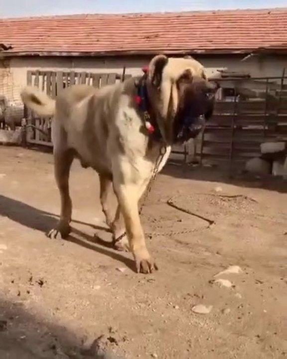 DEV MALAKLI COBAN KOPEGi - GiANT ANATOLiAN MALAKLI SHEPHERD DOG