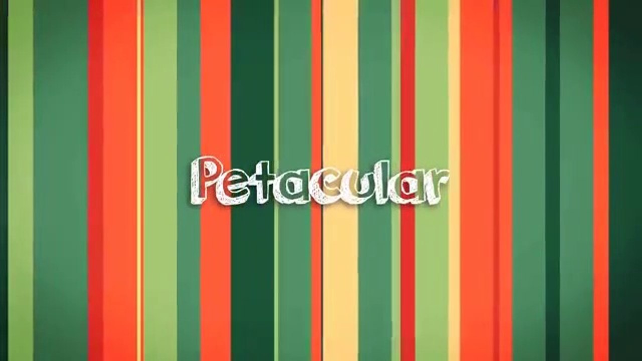 Funny Cats playing with Plastic Bags Compilation