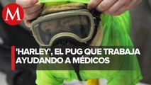 Harley, el perro terapeuta que alivia el estrés de médicos en México