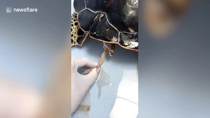 Thai vet pulls 30cm long piece of plastic pollution from turtle's backside