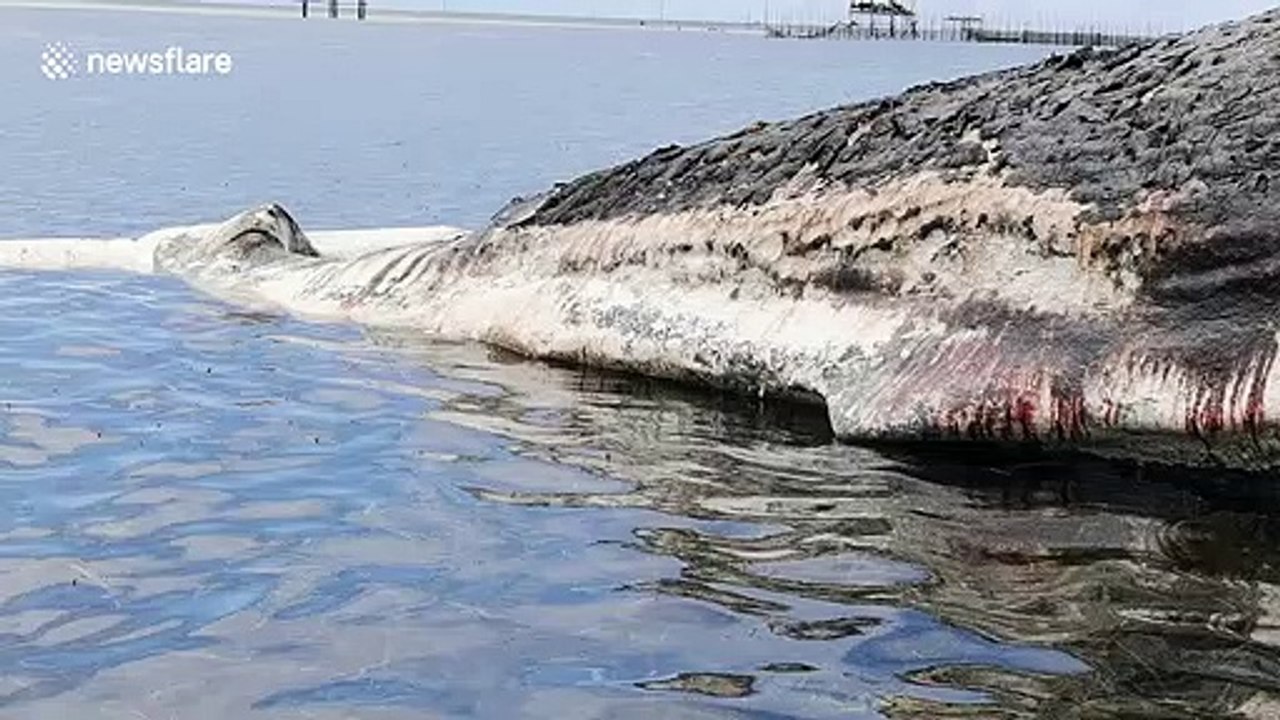 Fisherman stunned when 40 ton rotting whale car...