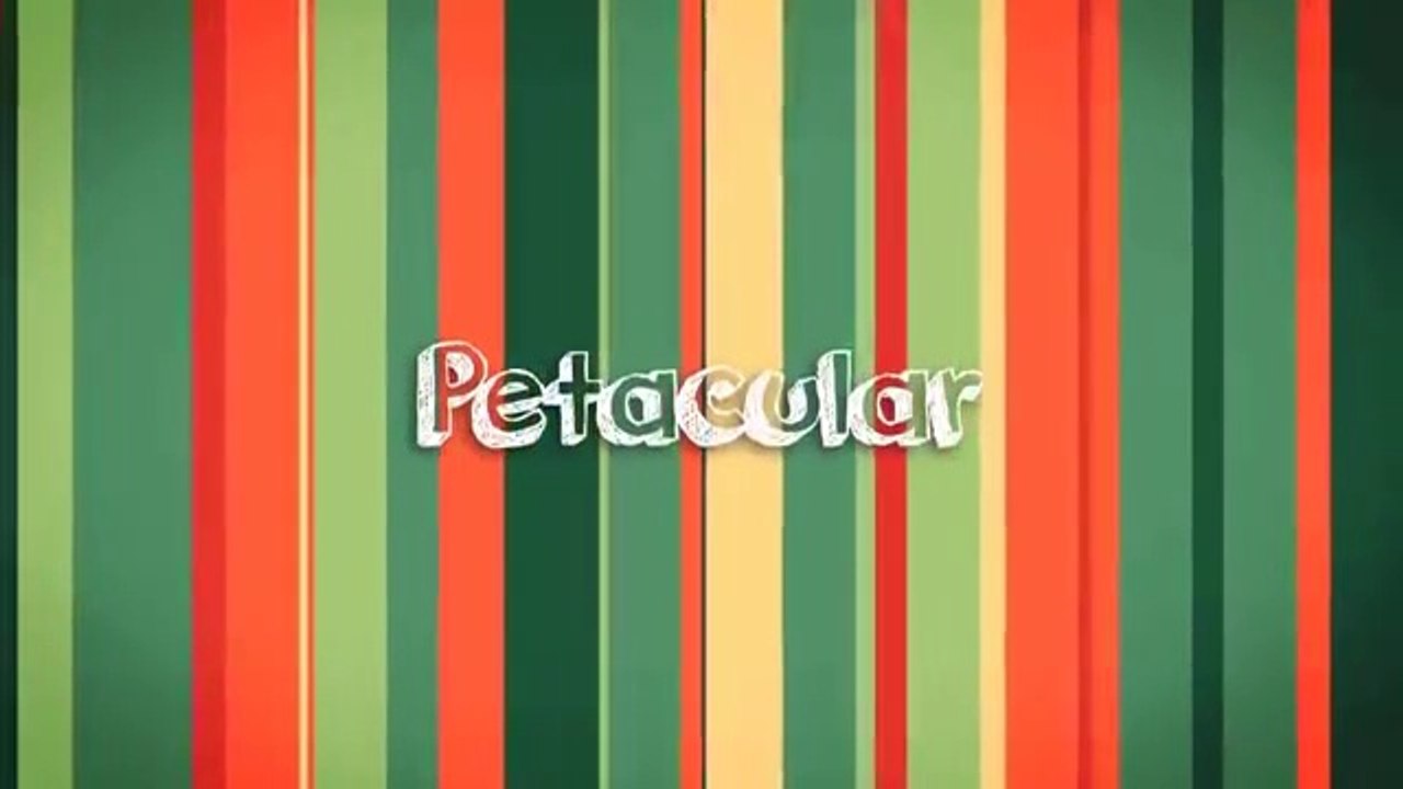 Funny Cats_in_Christmas_Trees_FUNNIEST_cat_Videos