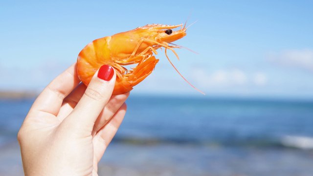 Are Shrimp And Cockroaches Related?