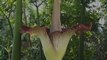 Belgique : Un arum titan de 2,12 mètres de haut a fleuri
