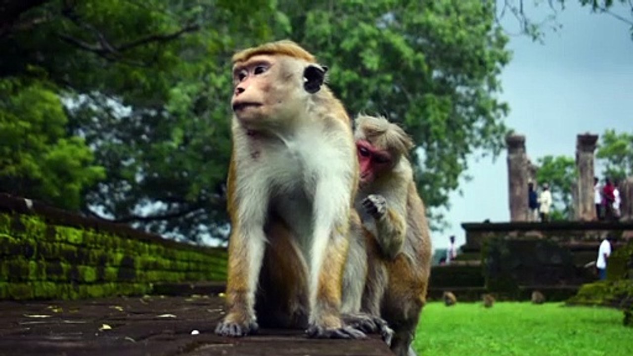 Monkeys Sitting At UNESCO World Heritage Site | Download Royalty Free Stock Video Footage | Beautiful Sri Lanka | #08